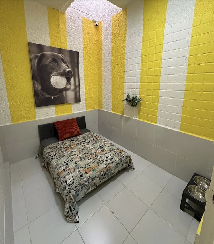 Habitación de hotel para perritos con paredes amarillas y cama cómoda en Barking House
