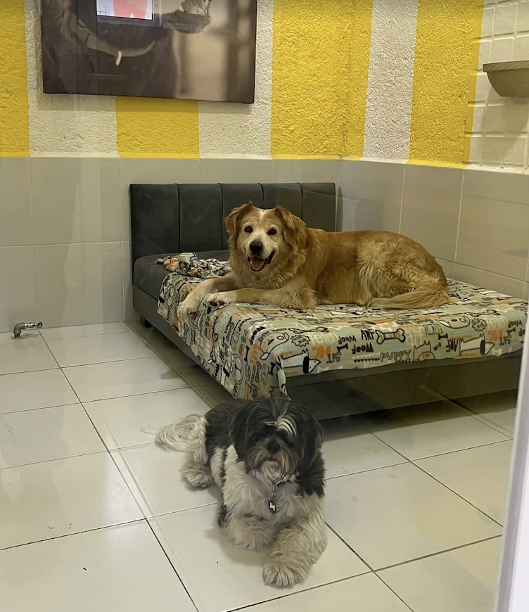 Golden retriever descansando en su cama y perrito pequeño en la habitación de Barking House