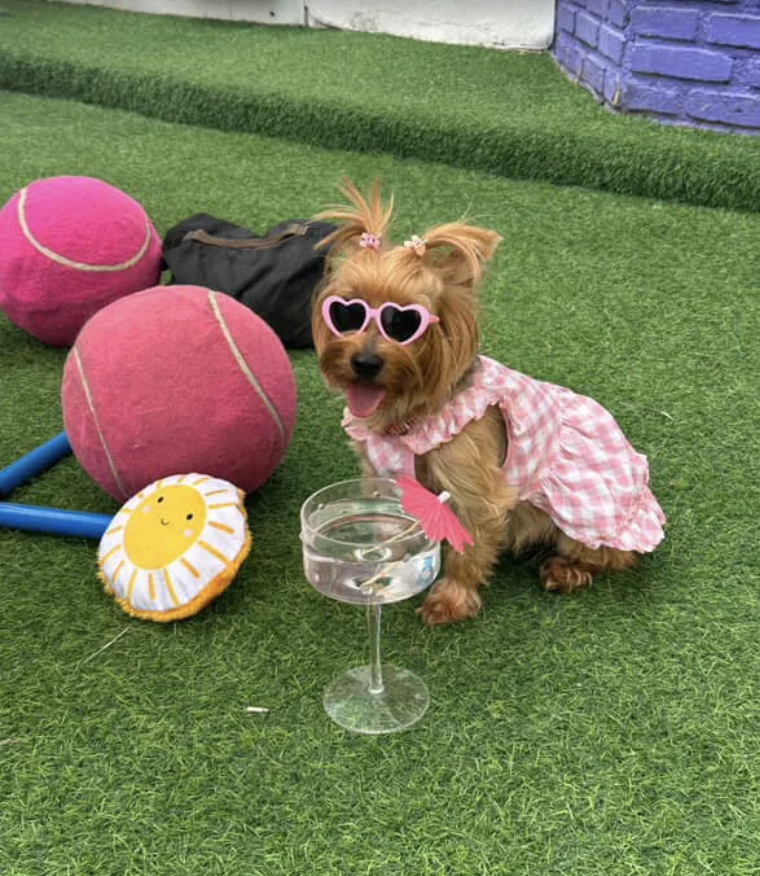 Yorkie con lentes rosas y vestido disfrutando en Barking House