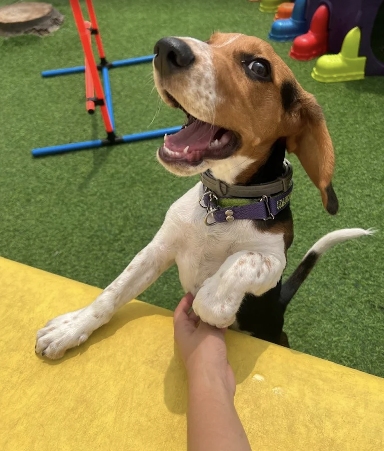 Perrito beagle feliz con placa de Barking House en Monterrey