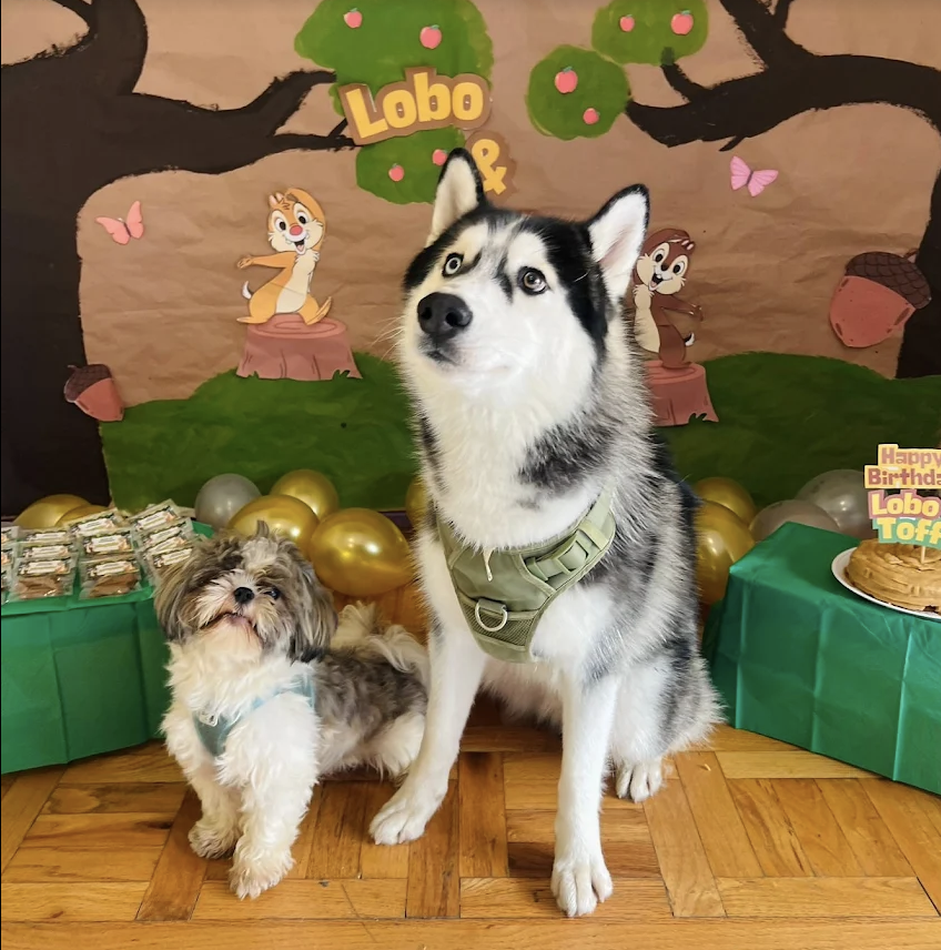 Fiesta de cumpleaños de Lobo y Toffee en Barking House