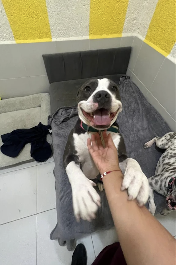 Perrito sonriendo en su cama del hotel mientras recibe cariño del equipo de Barking House