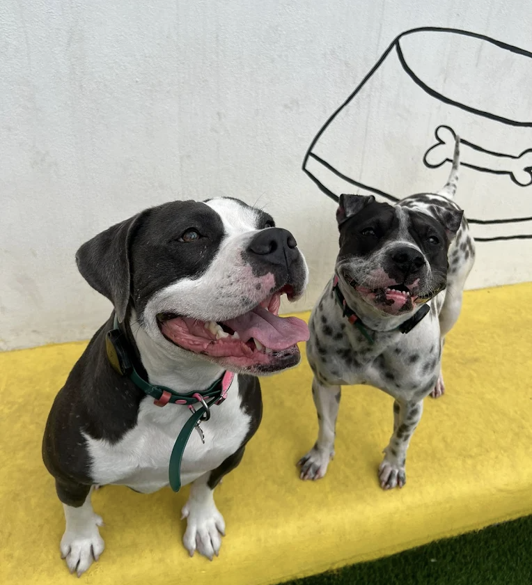 Dos perritos felices sentados juntos en el área amarilla de Barking House Monterrey