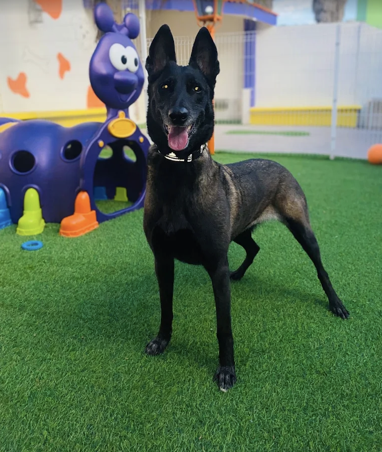 Perrito en el área de juego de Barking House después de su grooming